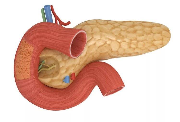 Поджелудочная железа